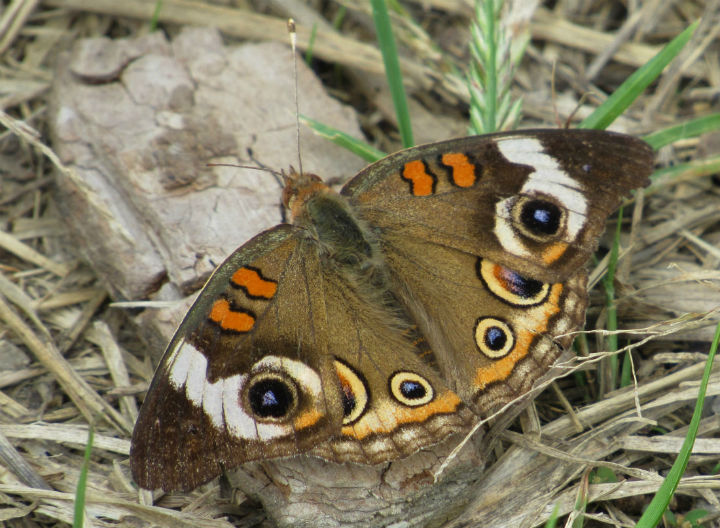 Buckeye Butterfly